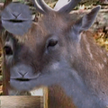 CJ_Deer1.png