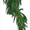 Strip_plant.png