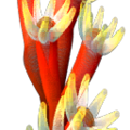 ab_aqua_anenome.png