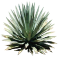 airport2_sm_Agave_2.png