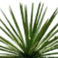 airportdetail_sm_Agave_1.png