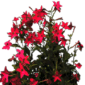 arprtxxref_las_bevflower1.png