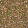 bigwhitesfe_forestfloor3.png