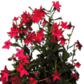 bistro_plants_starflower2.png