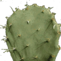 cactusL.png