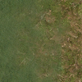 ce_ground01_forestfloorgrass.png