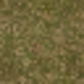 ce_lod_01_forestfloor256LOD.png