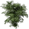 centralresac1_fuzzyplant256.png