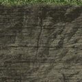 cs_forest_cuntbrnclifftop.png