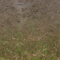 cs_forest_forestfloor256mudblend.png