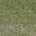 cuntwlandwest_des_dirtgrassmix_grass4.png