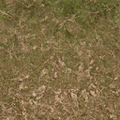 cuntwlandwest_forestfloor3_forest.png