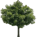 des_trees_Newtreed256.png