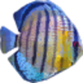 fish3_fish1.png