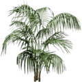 fosterflowers_planta256.png