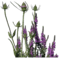 fosterflowers_starflower1.png