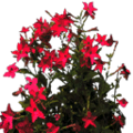 fosterflowers_starflower2.png