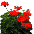 fosterflowers_starflower3.png