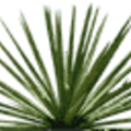 gta_deserttrees_sm_Agave_1.png