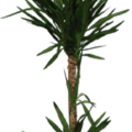 gta_potplants2_yuka256.png