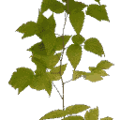 gta_proc_bushland_veg_bush3.png