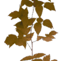 gta_proc_bushland_veg_bush3red.png