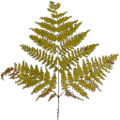 gta_proc_ferns_veg_bush2.png