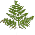 gta_proc_ferns_veg_bushgrn.png