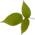 gta_proc_grasslanda_veg_leaf.png