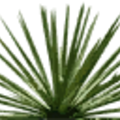 gta_procdesert_sm_Agave_1.png