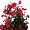 gta_procflowers_starflower2.png