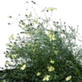 gta_procflowers_starflower4.png