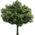 gta_tree_boak_Newtreed256.png