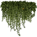 gta_tree_boak_kb_ivy2_256.png