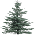 gta_tree_oldpine_tree19Mi.png