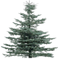 gta_tree_pineprc_tree19Mi.png