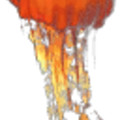 jellyfish2_jellyb2.png