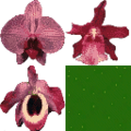 law_coffinfl_hot_flowers2.png