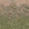 lod_countryn_des_dirt2gygrassLOD.png