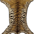 man_tigr_rug.png