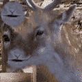 mp_ranchcut_mpCJ_Deer1.png