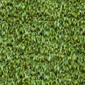 oc_flats_gnd_sfs_veg_hedge1_256.png