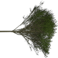 tree1_Elm_treegrn.png