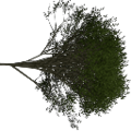 tree1_Elm_treegrn2.png