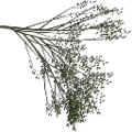 tree1_Elm_treegrn4.png