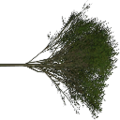 tree1prc_Elm_treegrn.png