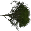 tree1prc_Elm_treegrn2.png