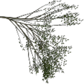 tree1prc_Elm_treegrn4.png