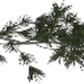 tree3_pinebrnch1.png