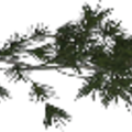 tree3prc_pinebrnch1.png